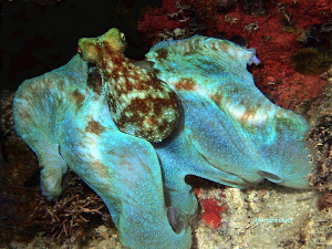Octopus at night in Utila, Bay Islands, Honduras by Marylin Batt 